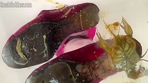 Marina flats underglass crawdad crush